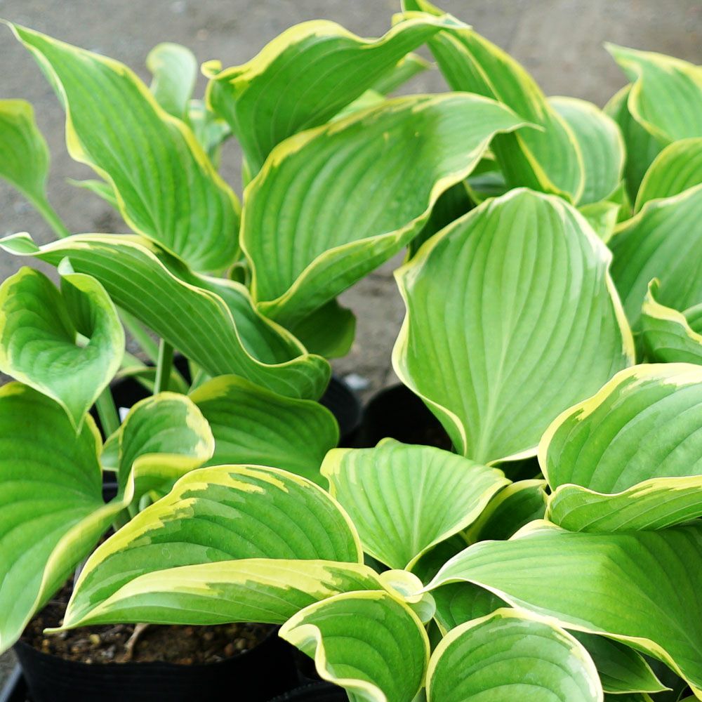 ホスタ ビクトリー 苗 販売 苗木部 By 花ひろばオンライン