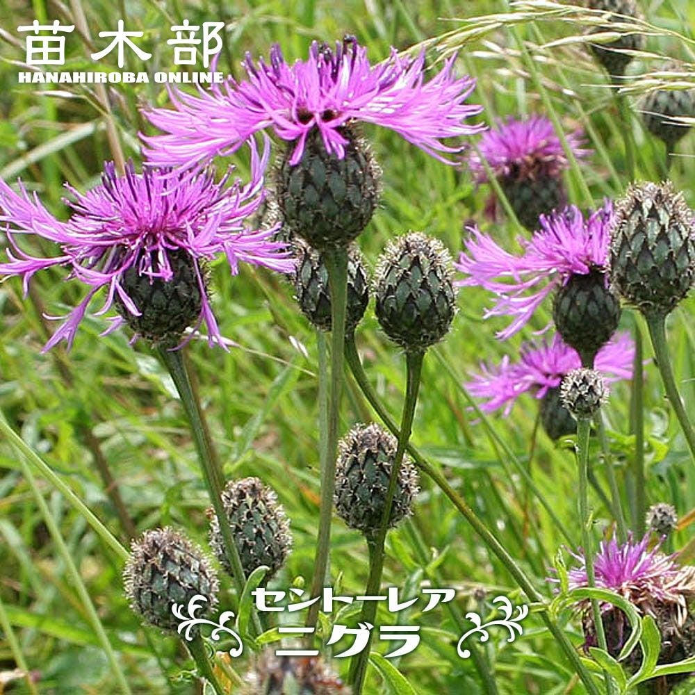 芍薬 オリエンタルゴールド 苗 通販 苗木部 By 花ひろばオンライン