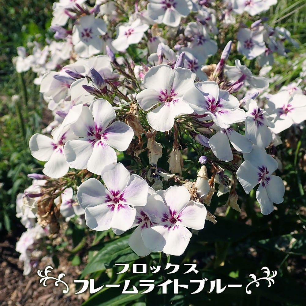 　　宿根草 　♡3．5号ポットごと発送♡ フロックス・ブルーフレームの苗 フロックス 花ひろばオンライン By 苗木部 販売 苗 フレームライトブルー 花