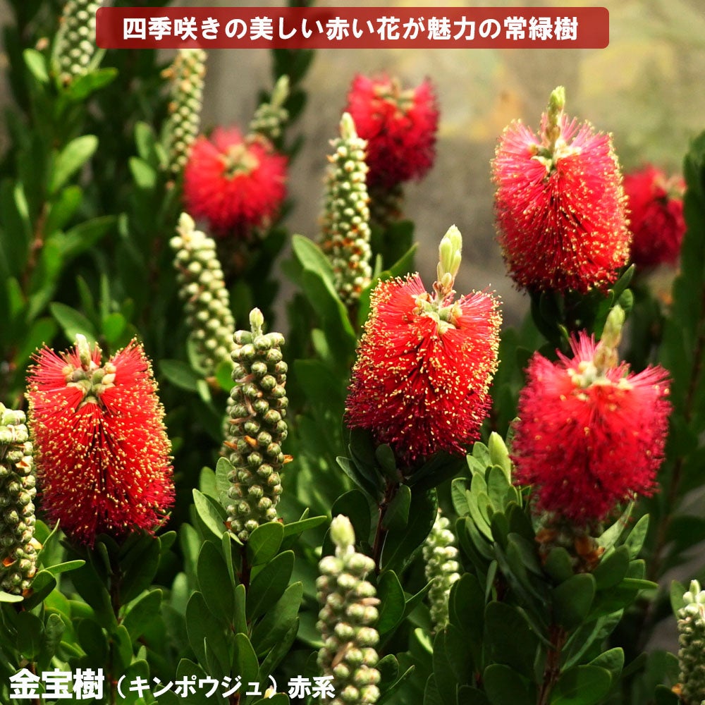 キンポウジュ 苗 販売 苗木部 By 花ひろばオンライン