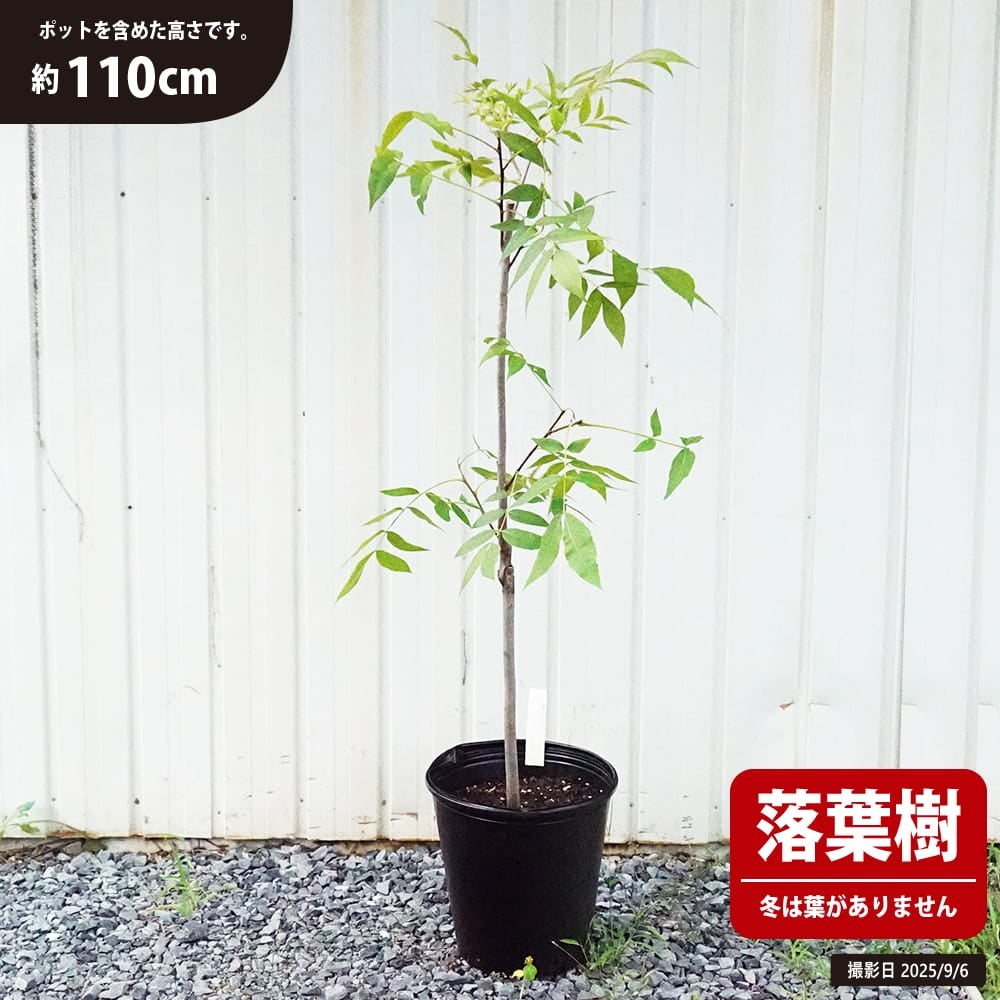 ペカンナッツ 苗 通販 苗木部 By 花ひろばオンライン