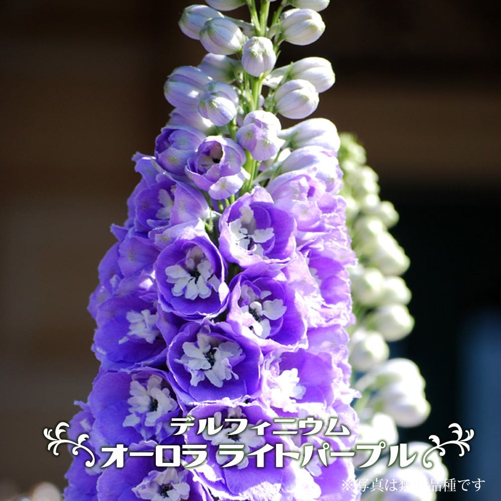 000000060885-01.jpg?size=l&w=