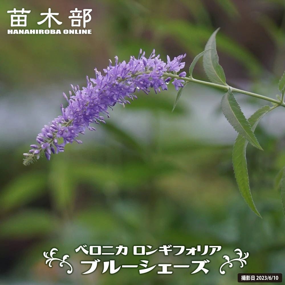 ベロニカ ロンギフォリア ブルーシェーズ 苗 販売 苗木部 By 花ひろば