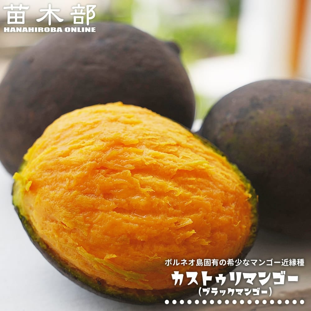 熱帯果樹の苗木｜マンゴー｜苗木部 本店｜花ひろばオンライン