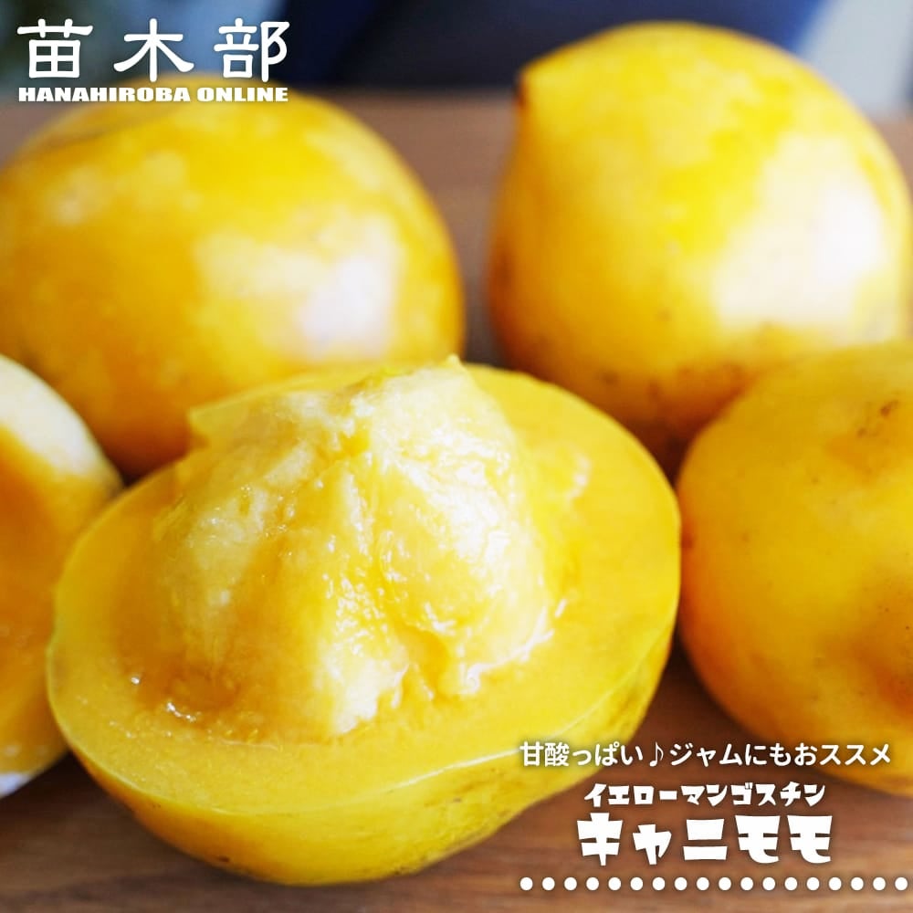 熱帯果樹の苗木｜マンゴスチン｜苗木部 本店｜花ひろばオンライン
