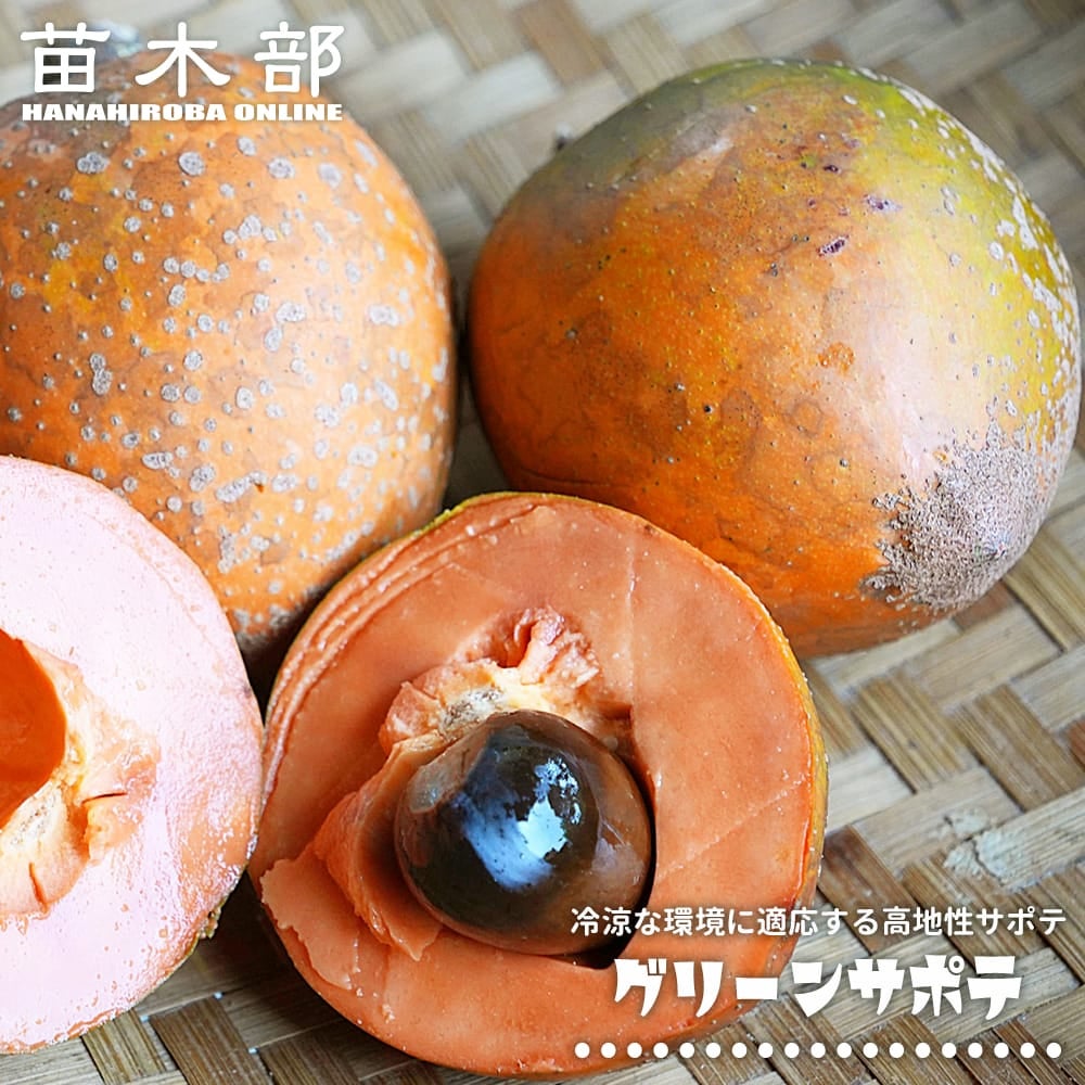 熱帯果樹の苗木｜サポテ｜苗木部 本店｜花ひろばオンライン