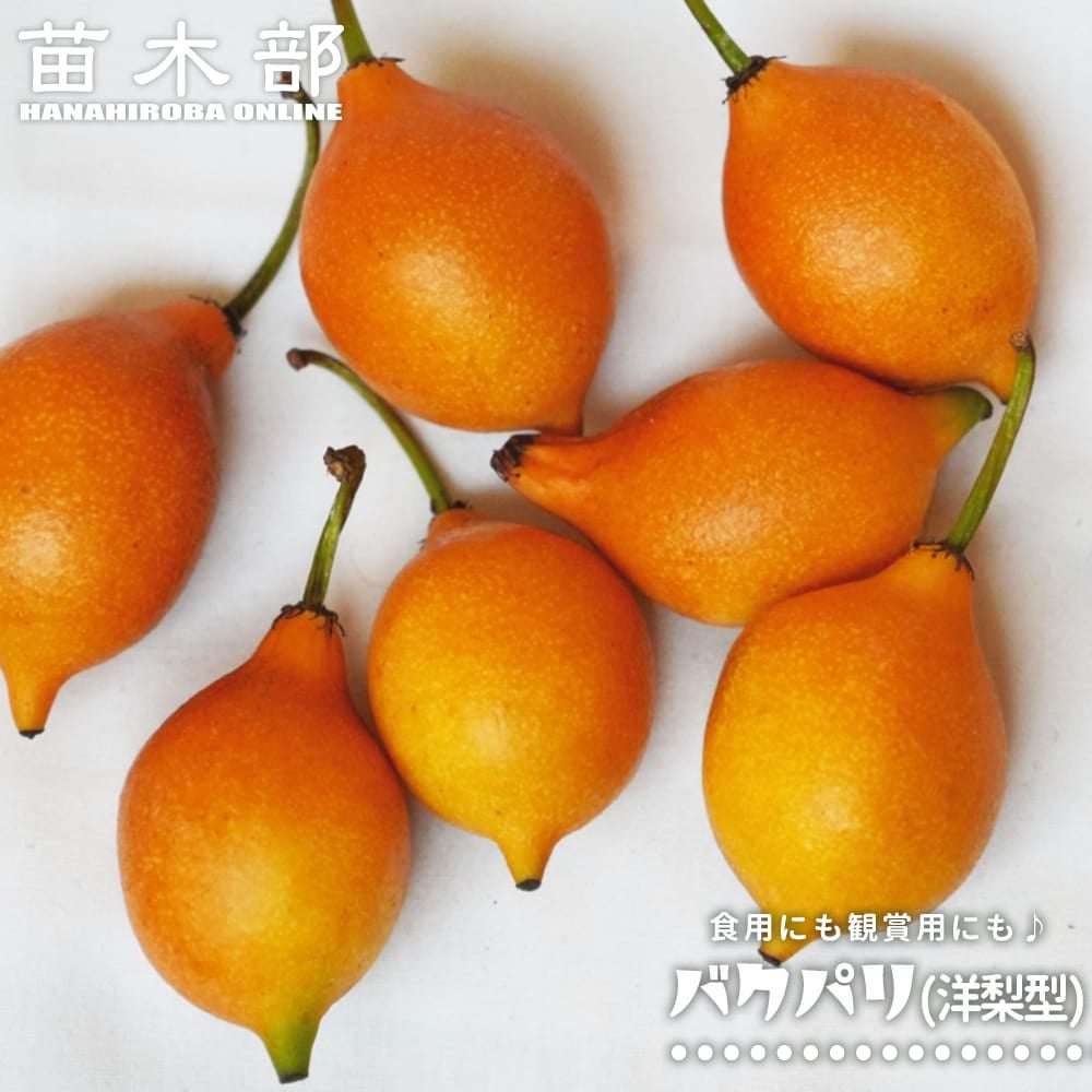 熱帯果樹の苗木｜マンゴスチン｜苗木部 本店｜花ひろばオンライン