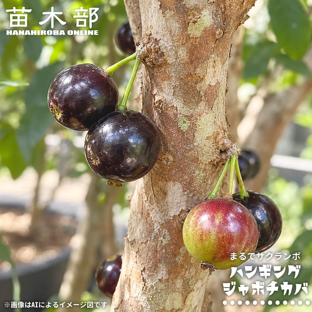 ハンギング・ジャボチカバ 苗 Plinia trunciflora 送料込み！ ハンギングジャボチカバ 苗 販売 苗木部 By 花ひろばオンライン