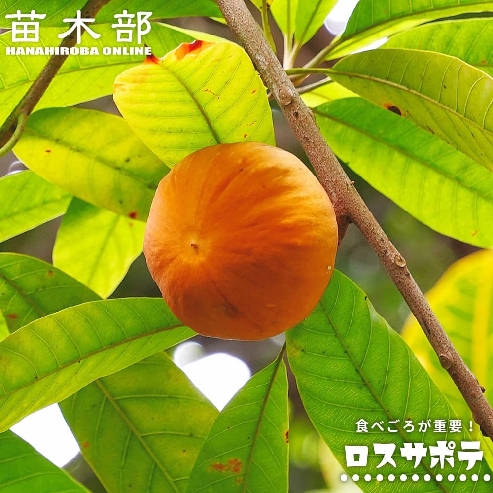 熱帯果樹の苗木｜サポテ｜苗木部 本店｜花ひろばオンライン