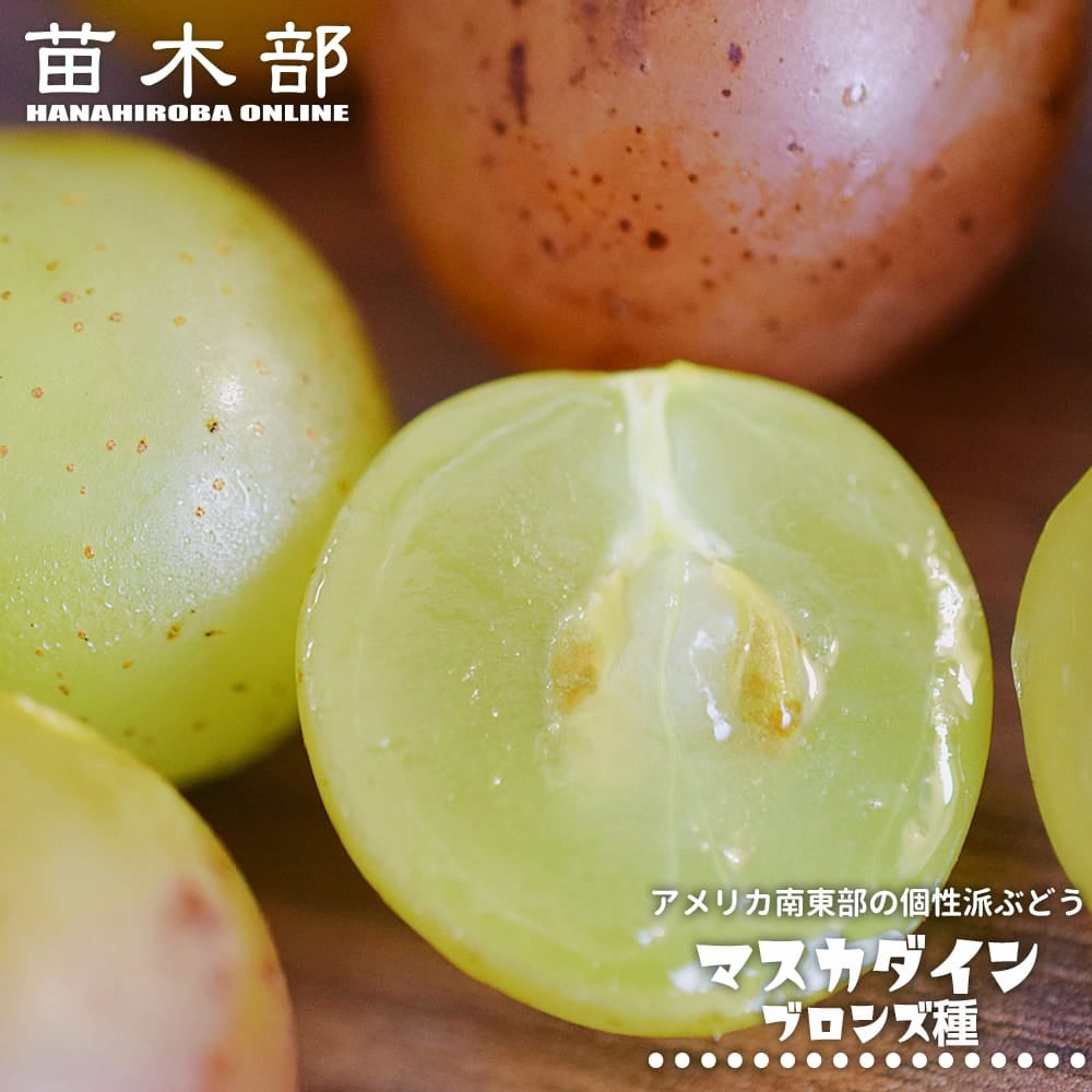 熱帯果樹の苗｜Yukis｜苗木部 本店｜花ひろばオンライン