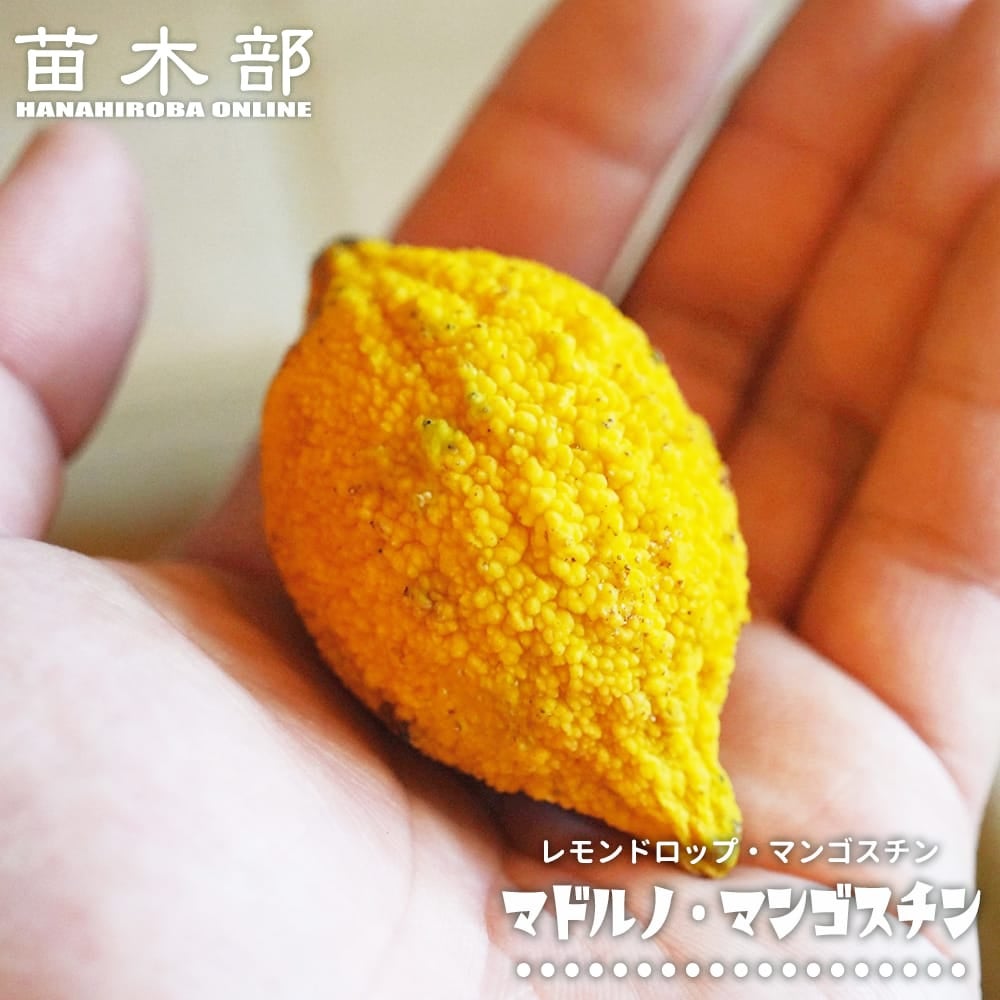 熱帯果樹の苗木｜マンゴスチン｜苗木部 本店｜花ひろばオンライン