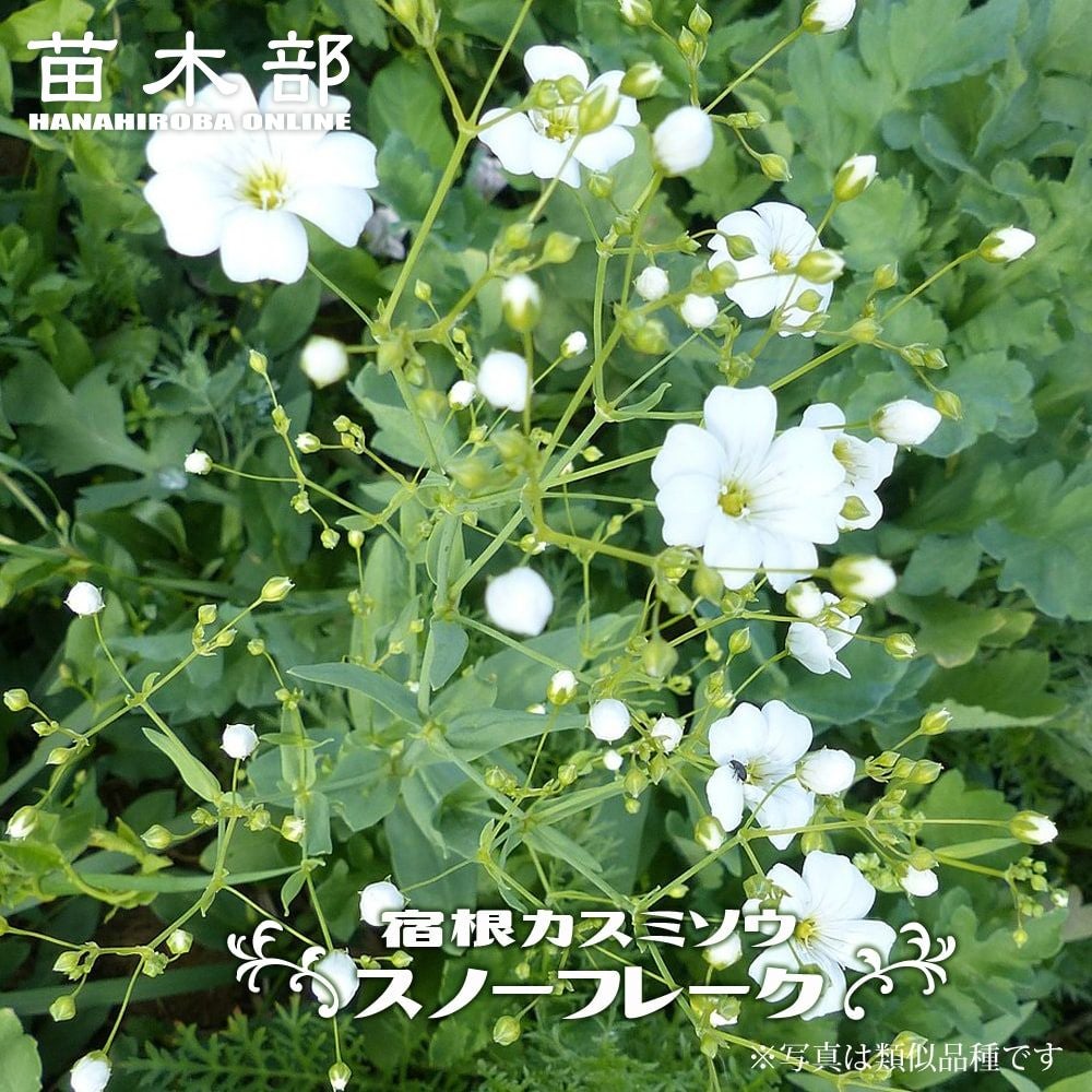 000000061064-01.jpg?size=l&w=