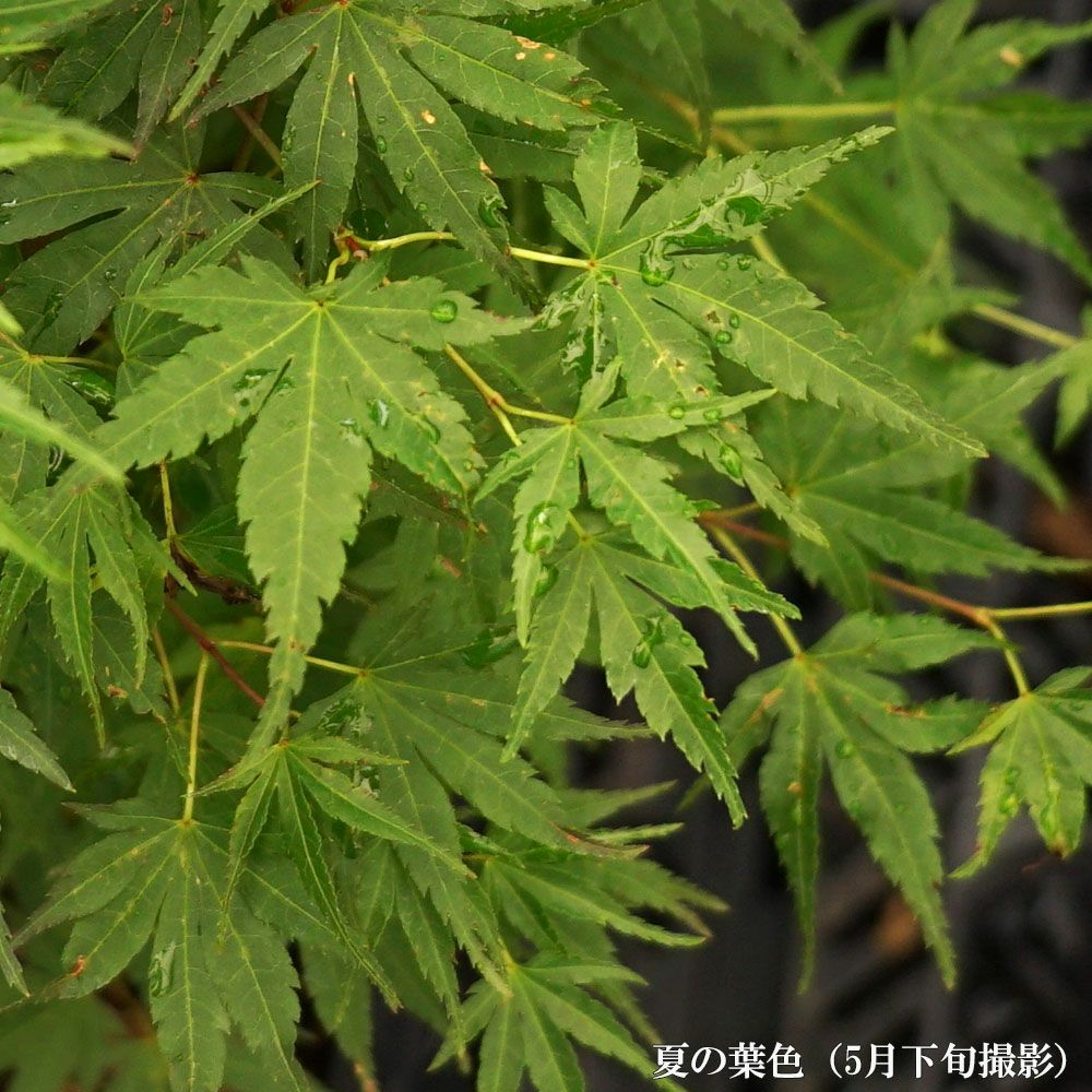 カエデ・もみじ 瑞穂紅 イロハモミジ系 苗 販売 苗木部 By 花ひろば