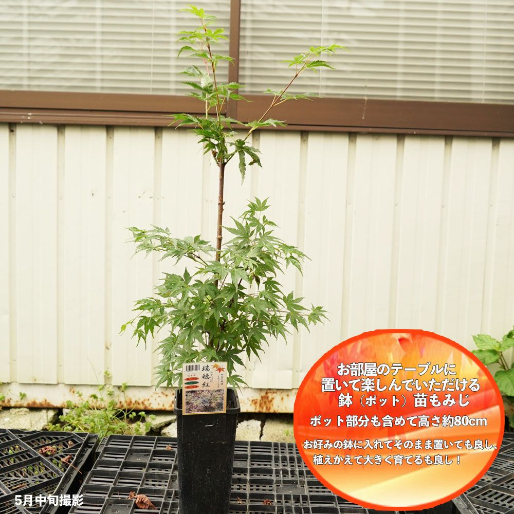 カエデ・もみじ 瑞穂紅 イロハモミジ系 苗 販売 苗木部 By 花ひろば