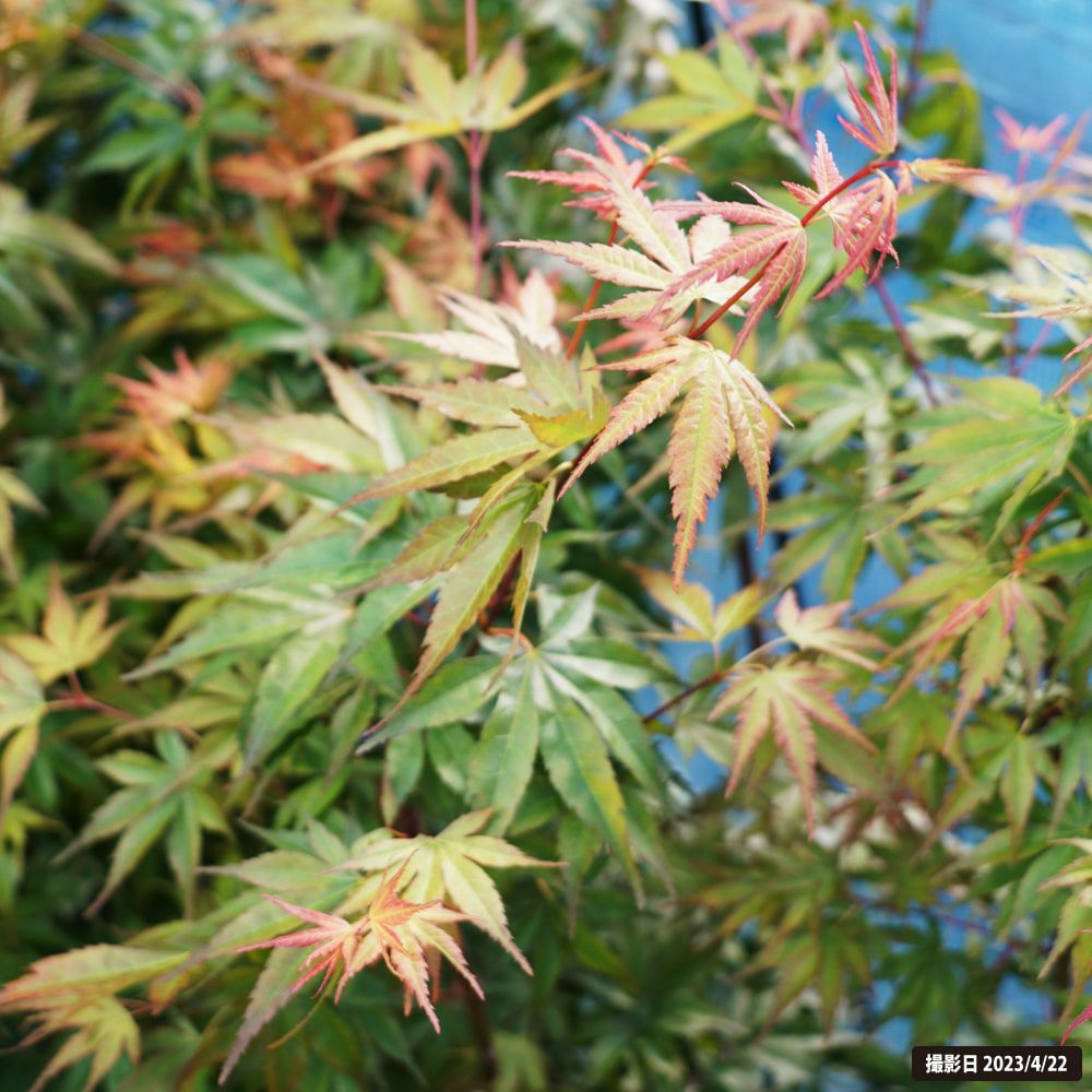 カエデ・もみじ 瑞穂紅 イロハモミジ系 苗 販売 苗木部 By 花ひろば