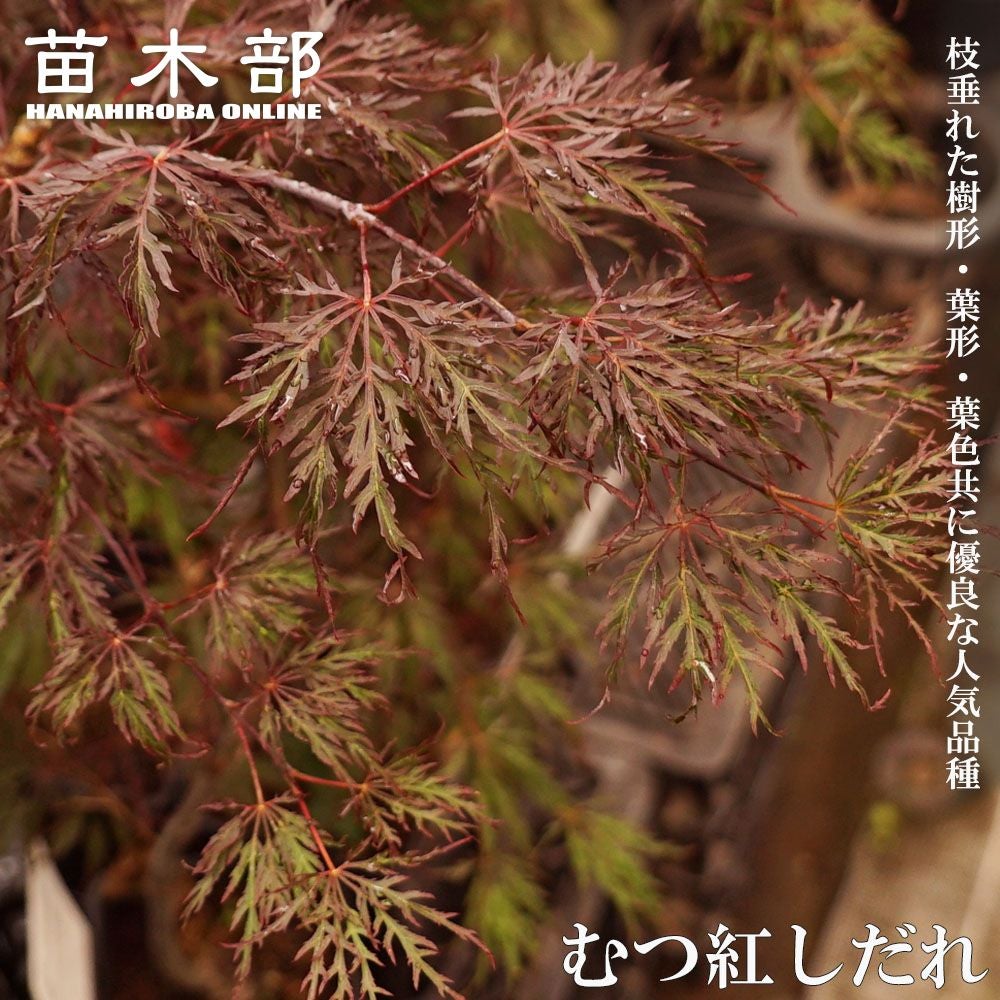 000000061077-01.jpg?size=l&w=