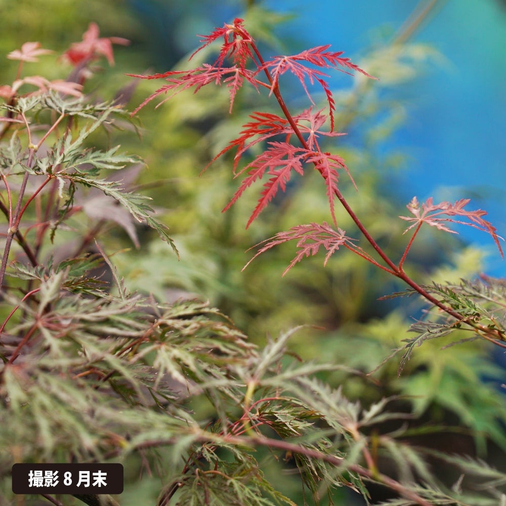 000000061077-03.jpg?size=l&w=