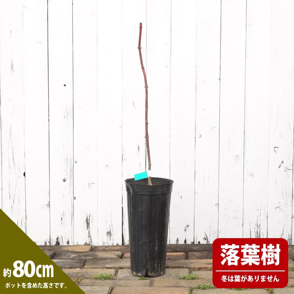 000000061077-04.jpg?size=l&w=