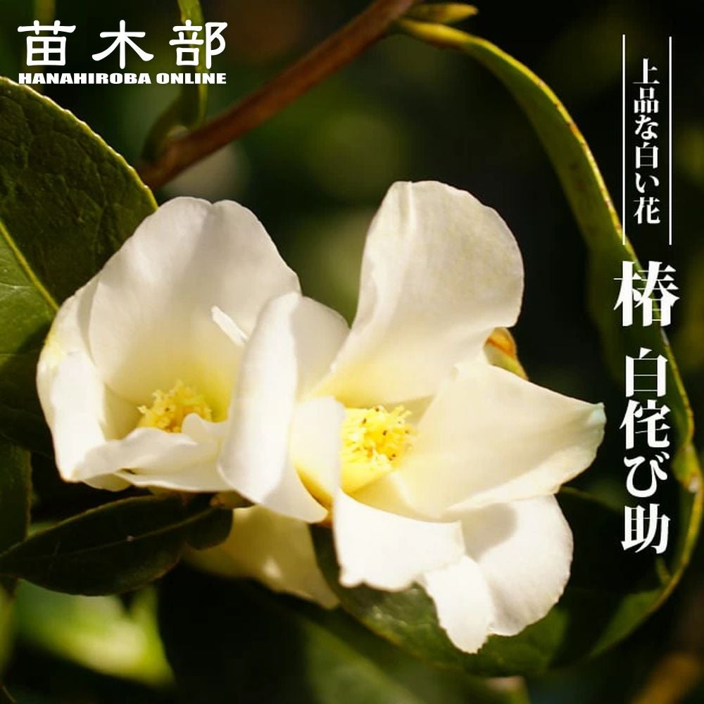 椿 素粧 苗 販売 苗木部 By 花ひろばオンライン