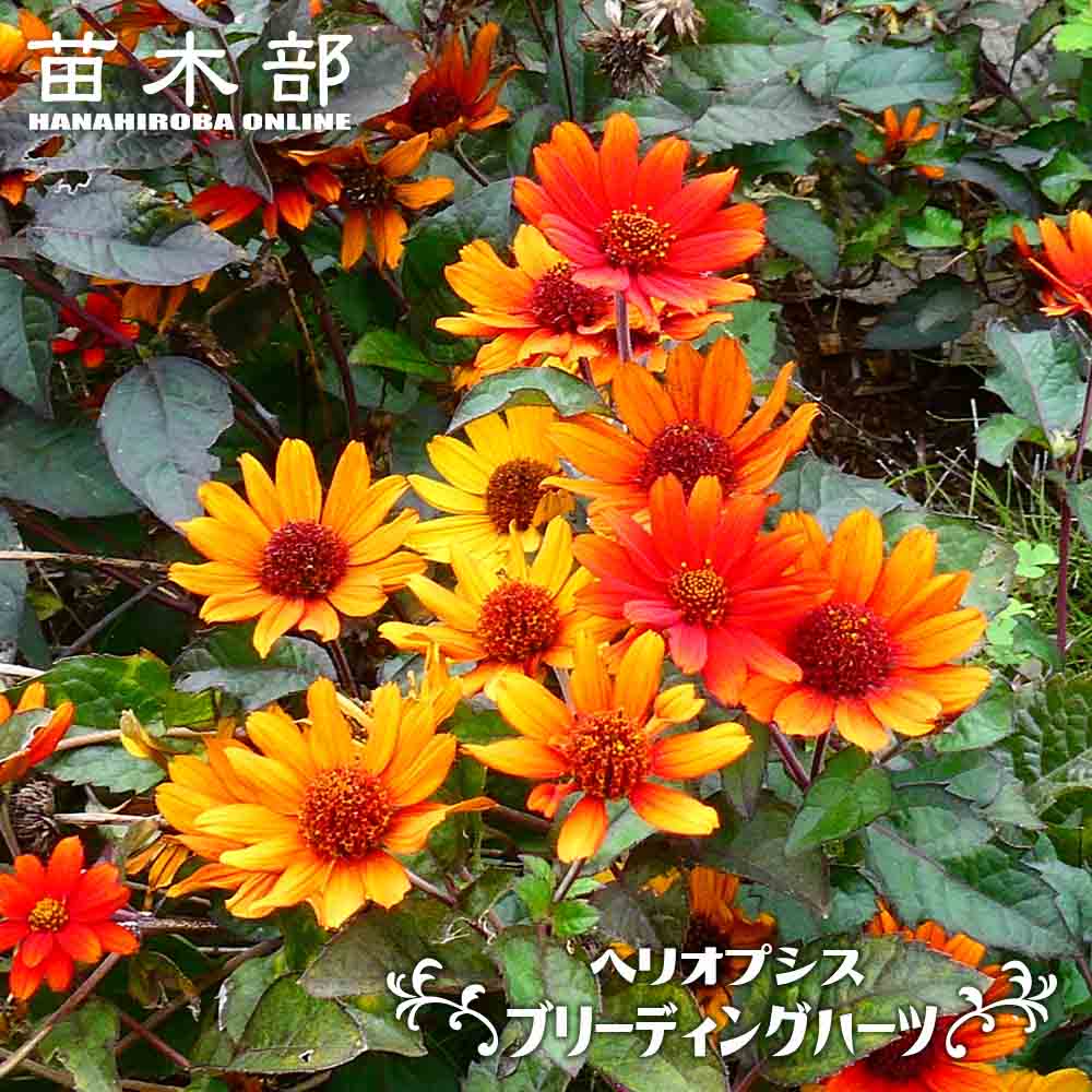 000000061272-01.jpg?size=l&w=