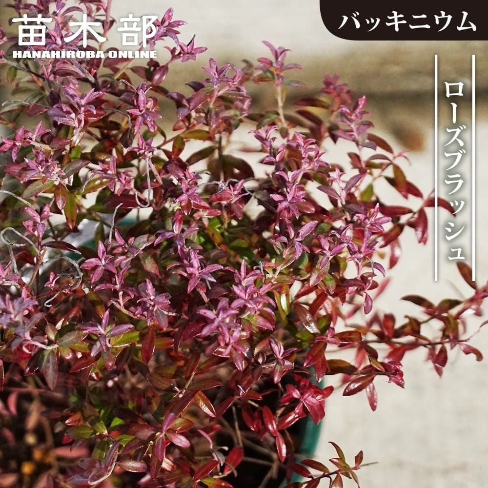 果樹苗・果物の木の通販｜苗木部 本店｜花ひろばオンライン