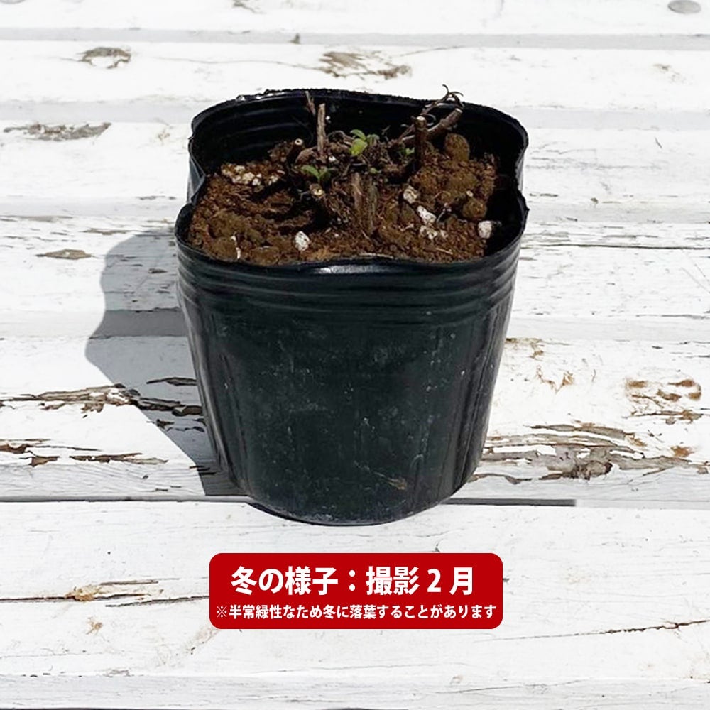 激レア巨大　大葉株立　原種エゾハスカップ苗木　1.4メートル 000000061450-03.jpg?size=l&w=