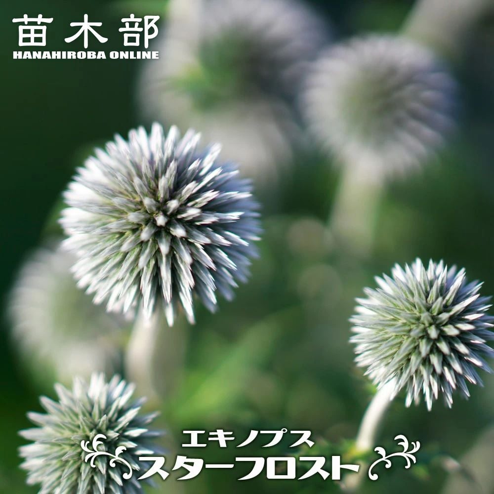 ゴ*郎様 300円スタート!!【発根済・4号サイズ】陽炎×ロング棘美株◎エボリス ゴ*郎様 スタート!!【発根済・4号サイズ】陽炎×ロング棘美株◎エボリス