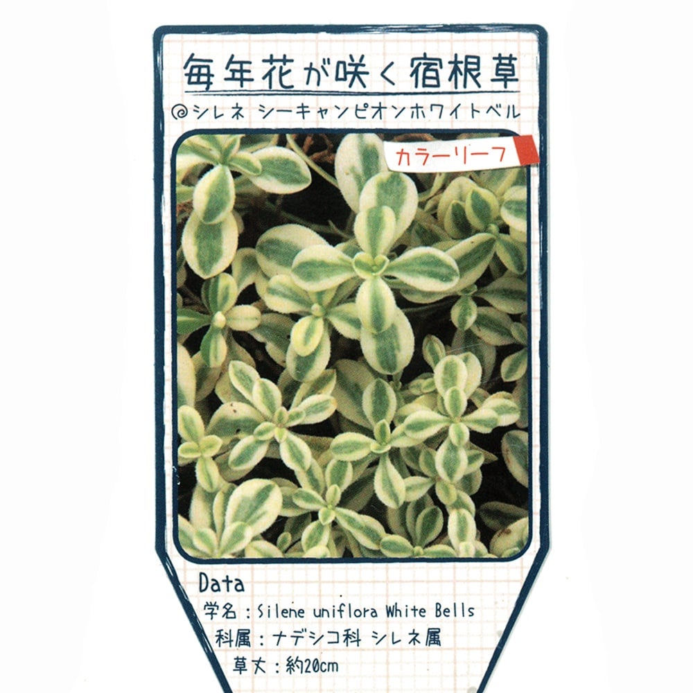 シレネ シーキャンピオンホワイトベル 苗 販売 苗木部 By 花ひろば