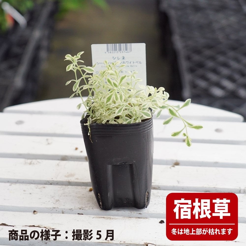 シレネ シーキャンピオンホワイトベル 苗 販売 苗木部 By 花ひろば