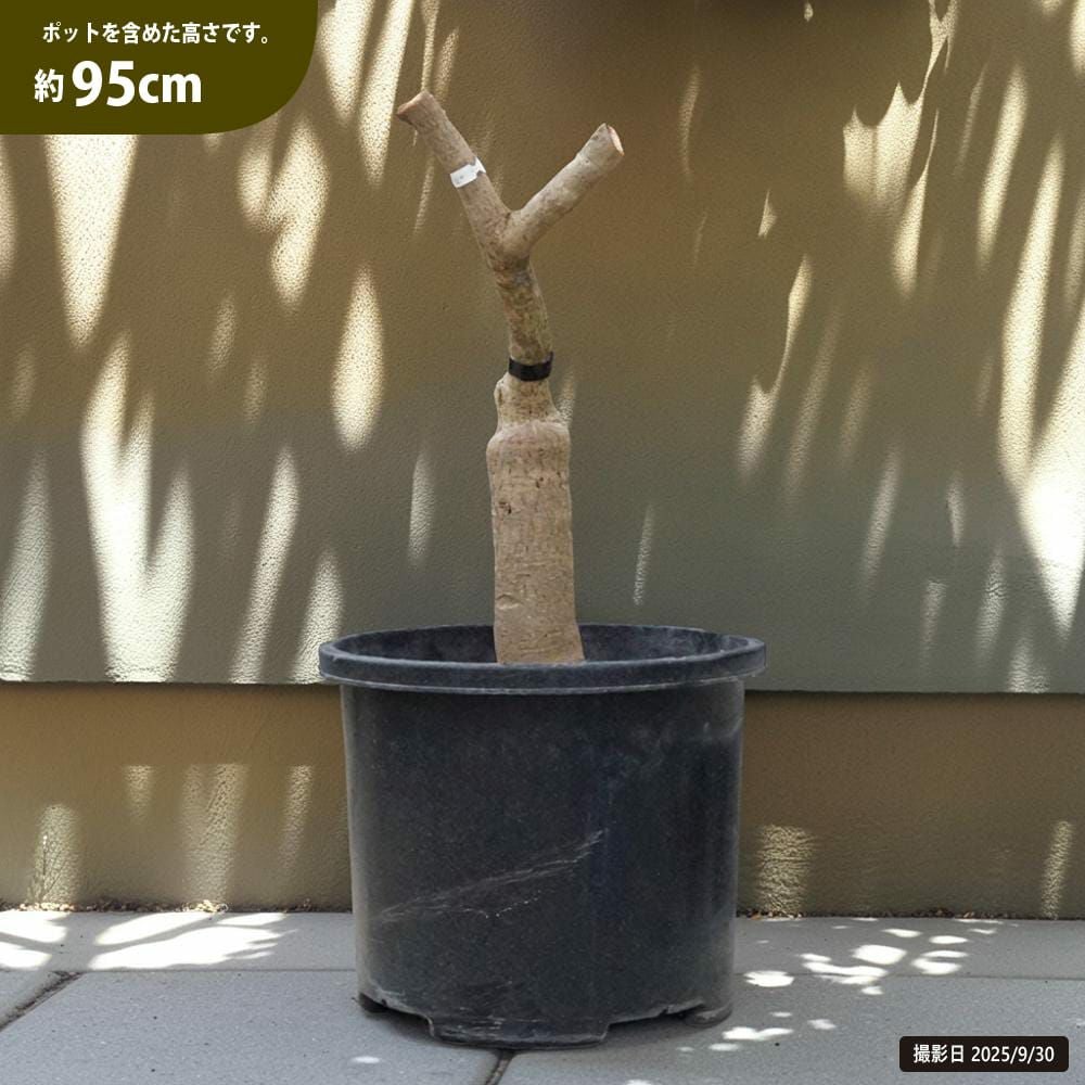 マンゴー キーツ 苗 通販 苗木部 By 花ひろばオンライン