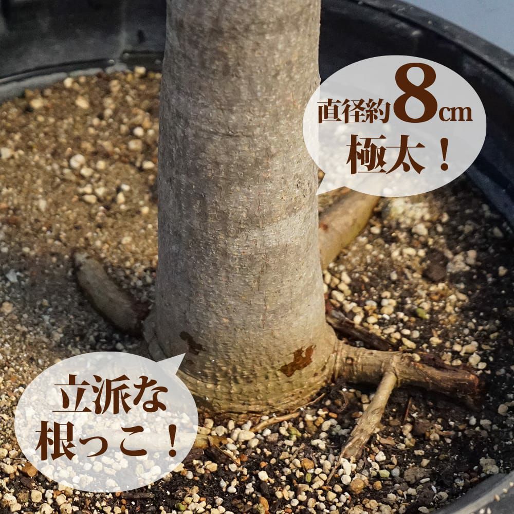 マンゴー キーツ 苗 通販 苗木部 By 花ひろばオンライン