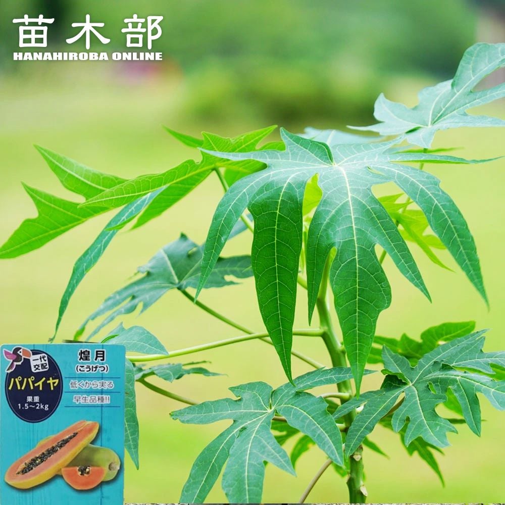 000000062374-01.jpg?size=l&w=