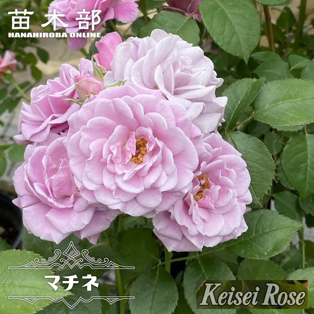 四季咲き | 苗木部 本店 By 花ひろばオンライン