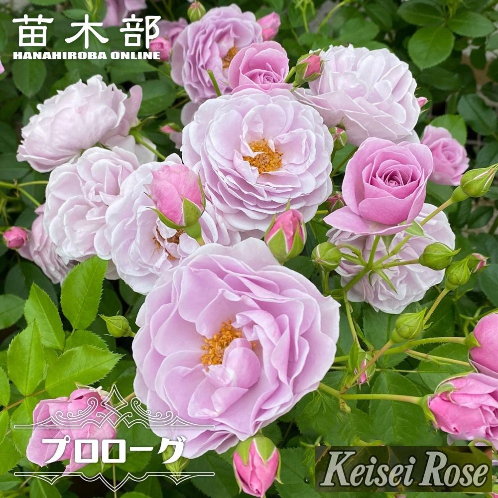 バラ ローブアラフランセーズ S シュラブ （半つるバラ）の通販