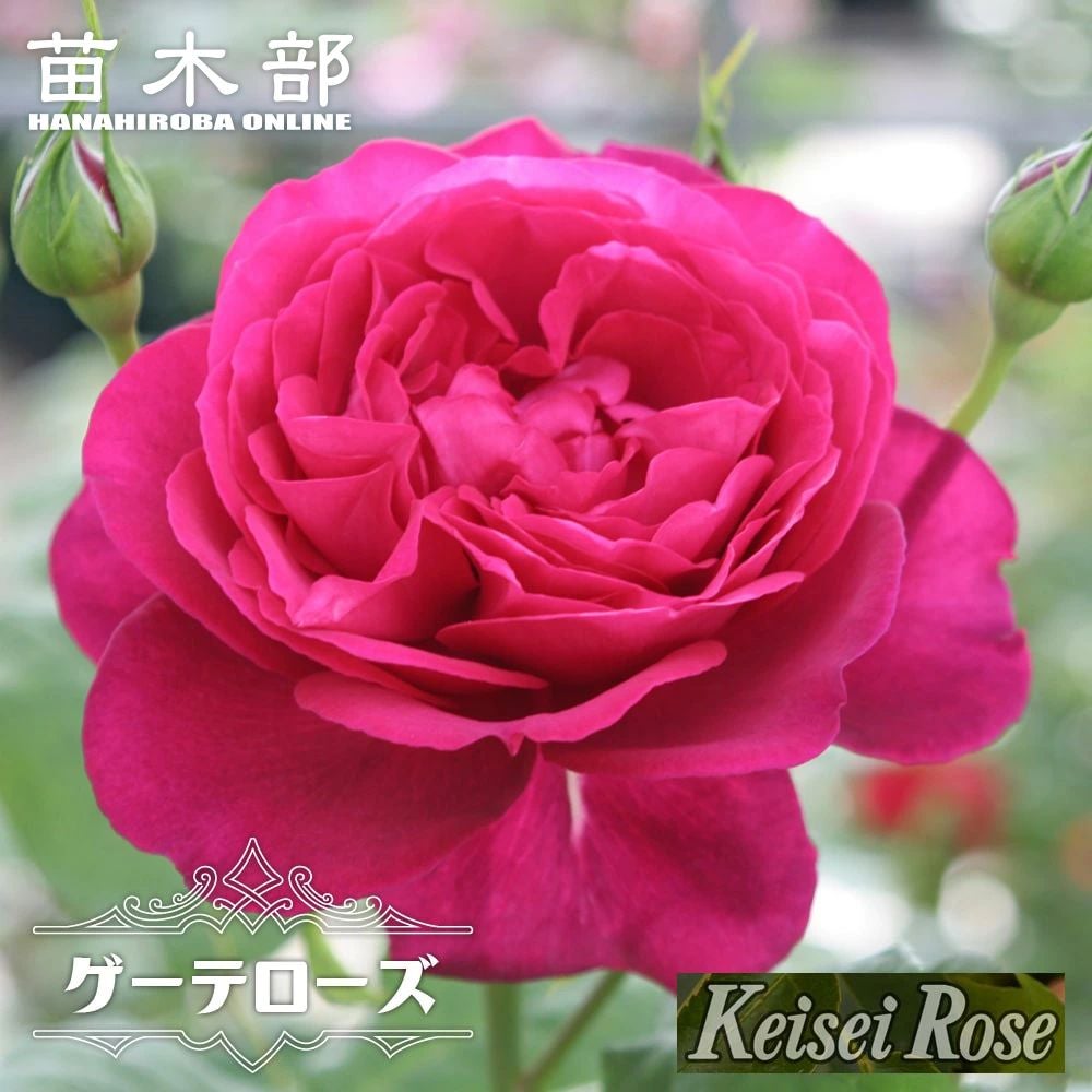 元気いっぱい　しっかり　新芽が多い苗　薔薇　バラ苗 バラ エレガント 用途で選ぶバラ | 苗木部 本店 By 花ひろばオンライン