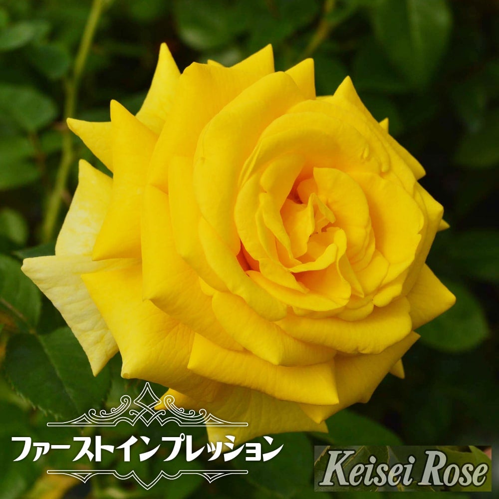 000000062542-01.jpg?size=l&w=