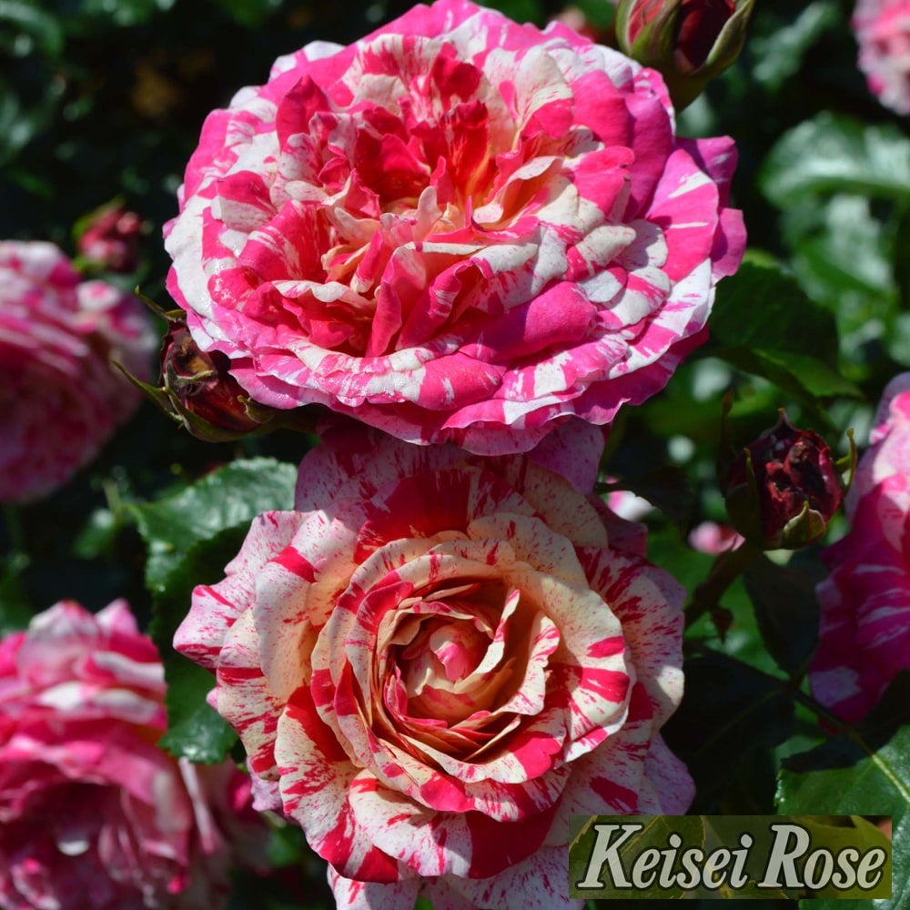 000000062662-02.jpg?size=l&w=