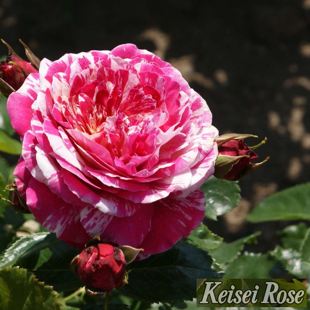 000000062662-07.jpg?size=l&w=