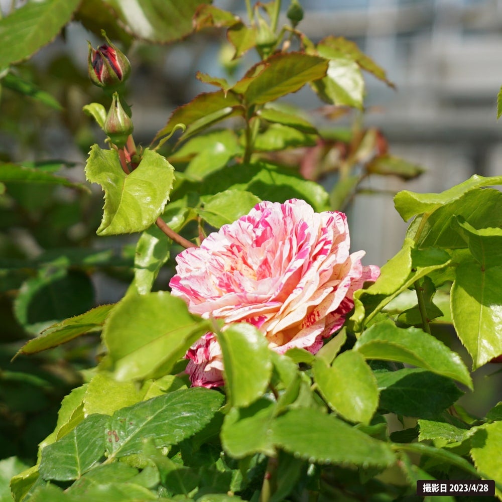 バラ トイ トイ トイ！ FL フロリバンダ 苗 販売 苗木部 By 花ひろば