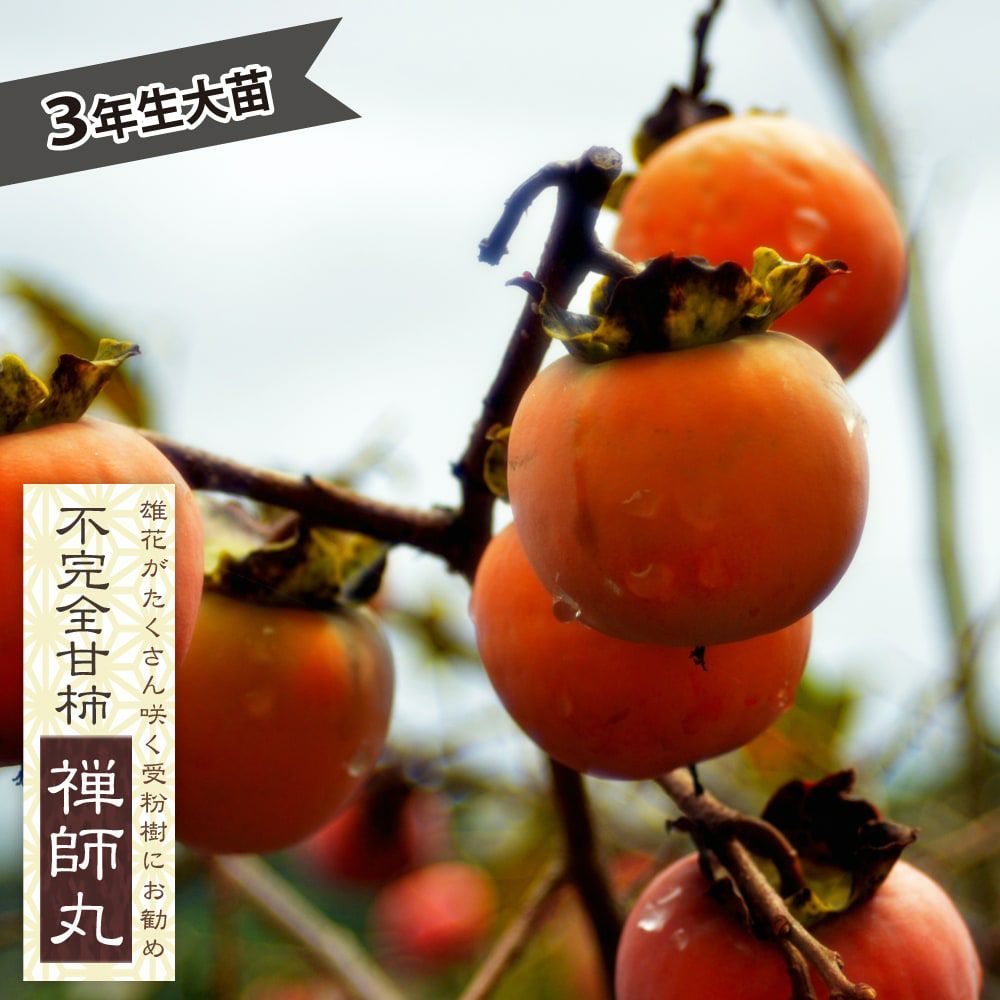 柿の苗木一覧 果樹苗専門店の通販 苗木部 By 花ひろばオンライン本店