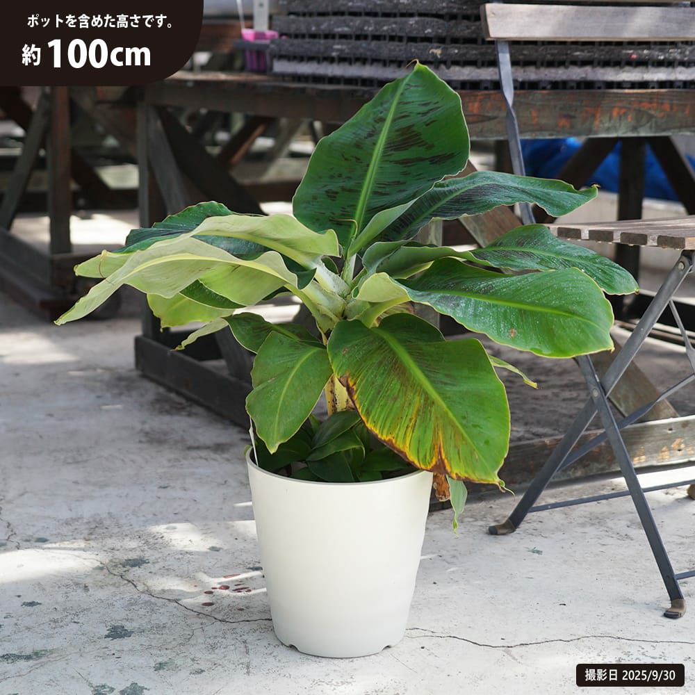 000000062714-01.jpg?size=l&w=