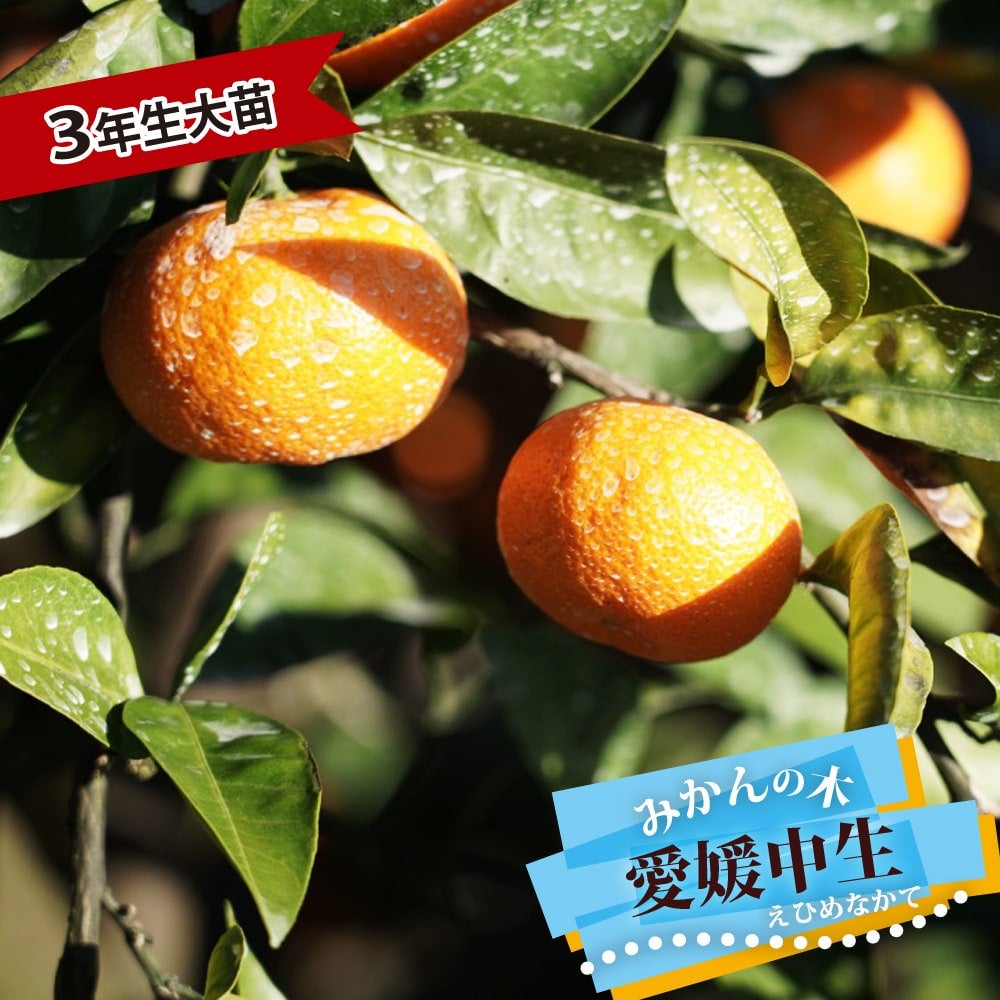 柑橘 はるみ 苗 通販 苗木部 By 花ひろばオンライン