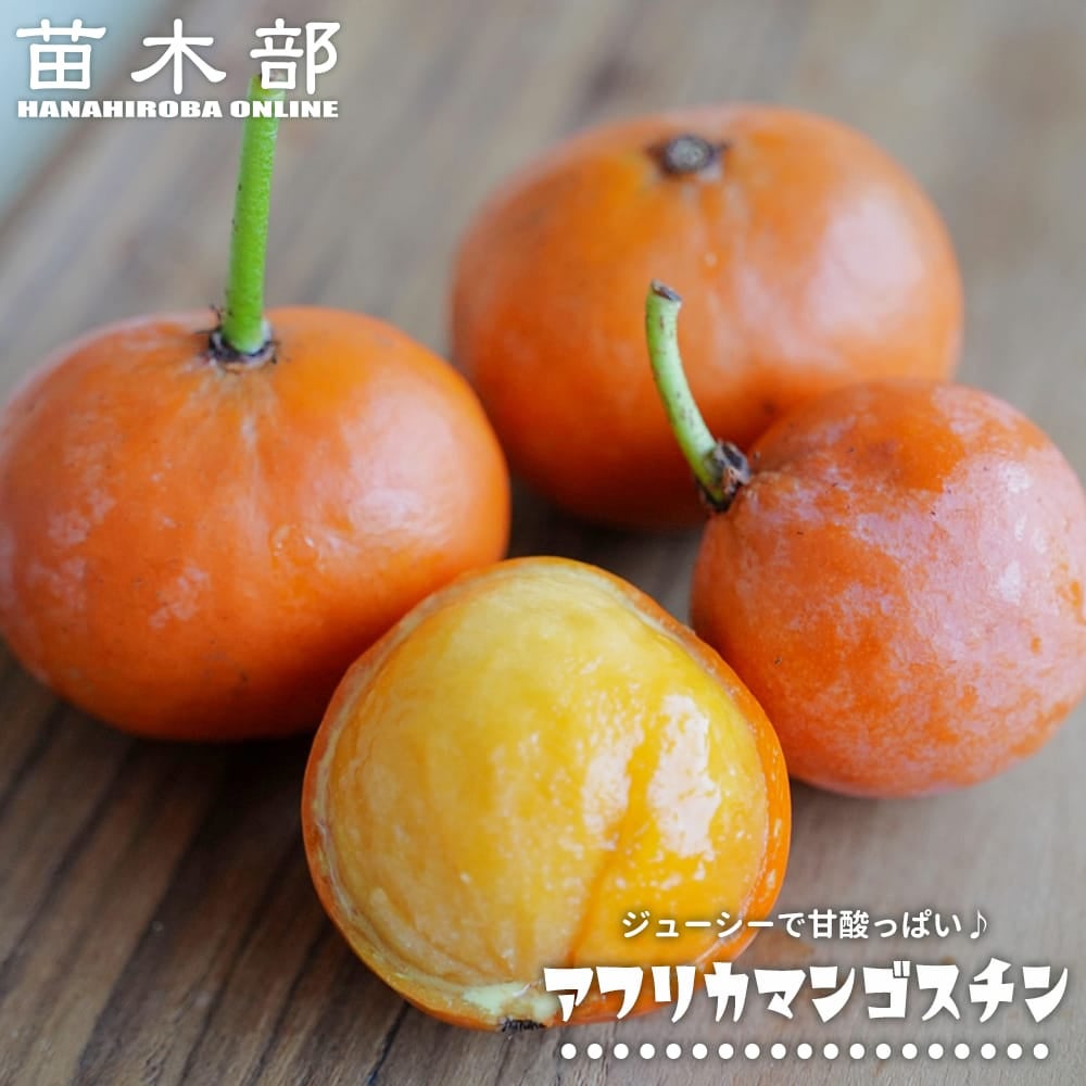 アフリカンマンゴスチン 苗 販売 苗木部 By 花ひろばオンライン