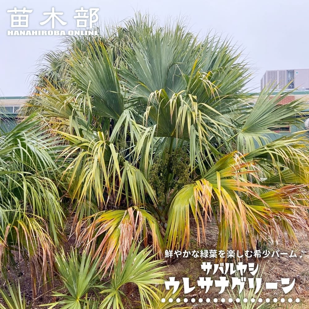 サバルヤシ バハマ サバル 苗 販売 苗木部 By 花ひろばオンライン