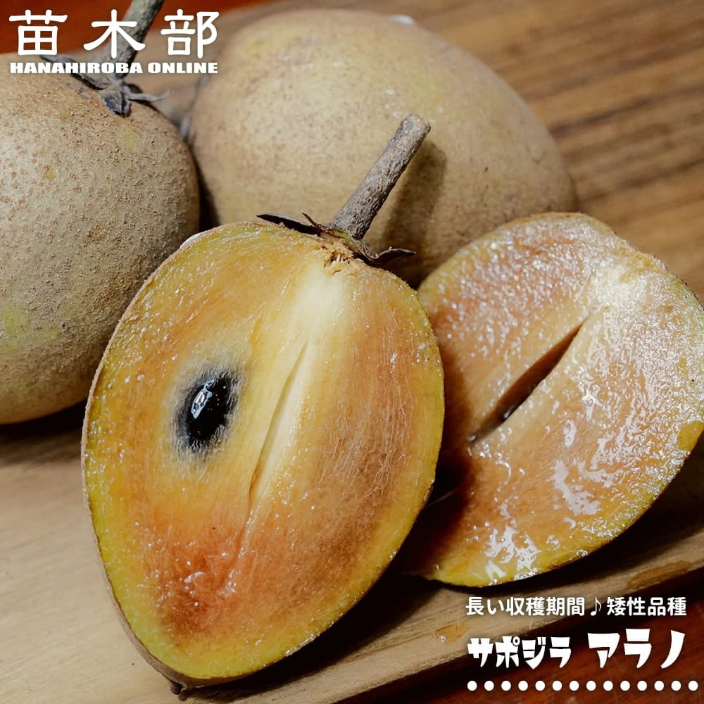 サポジラ　苗　苗木　熱帯果樹　観葉植物 サポジラ アラノ 苗 販売 苗木部 By 花ひろばオンライン