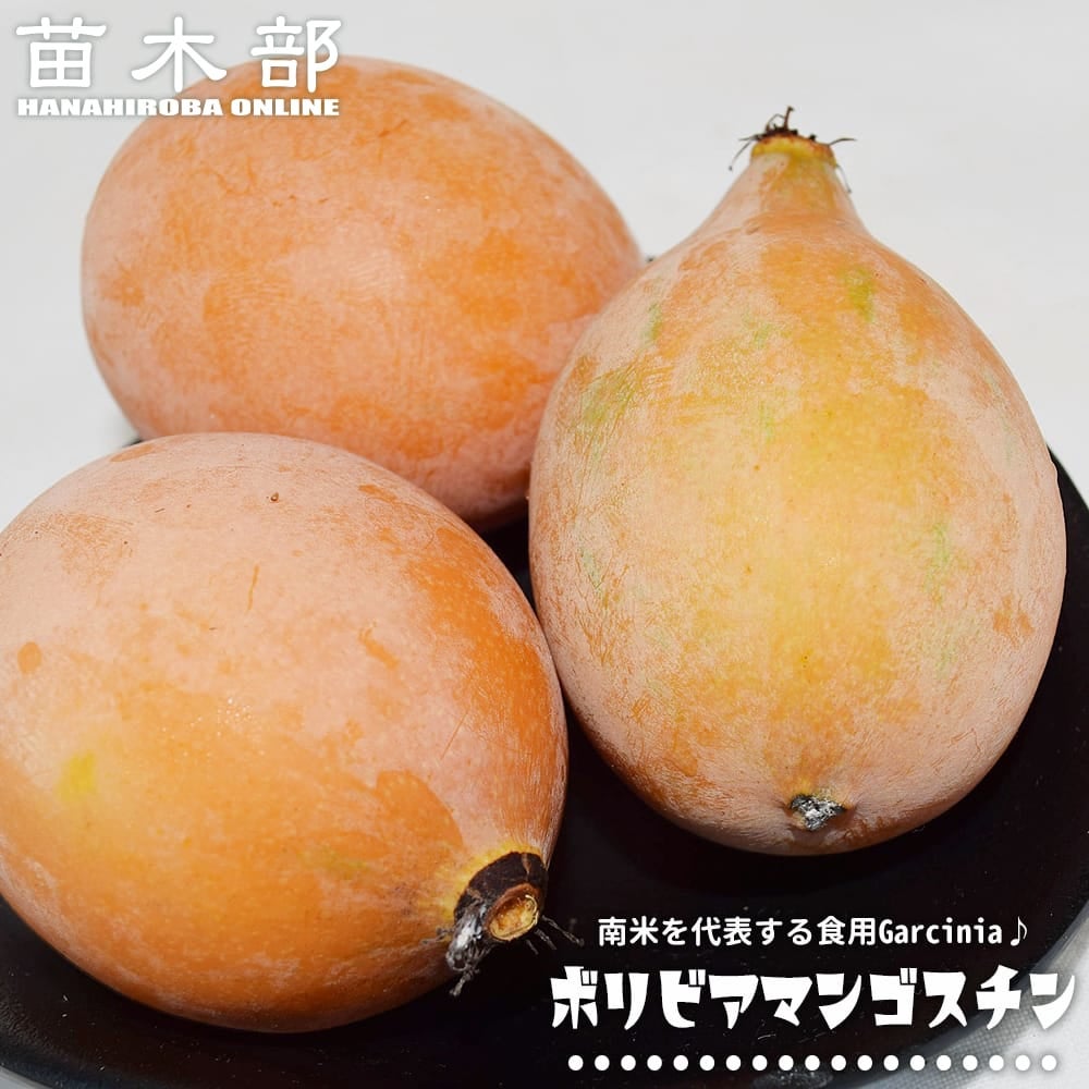 ボリビアマンゴスチン 苗 販売 苗木部 By 花ひろばオンライン
