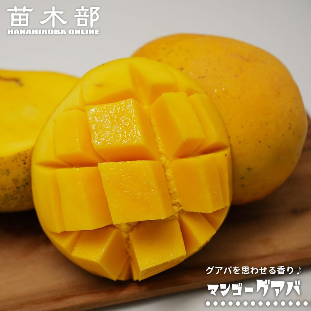 熱帯果樹の苗木｜マンゴー｜苗木部 本店｜花ひろばオンライン