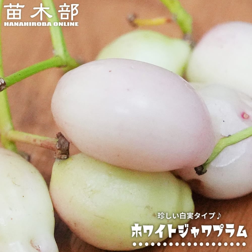 熱帯果樹の苗木｜その他｜苗木部 本店｜花ひろばオンライン