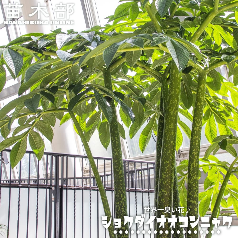 ショクダイオオコンニャク ショクダイオオコンニャク 苗 販売 苗木部