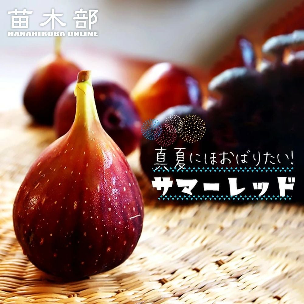 Canelli Rosso ２年生苗 7号スリット イチジク いちじく 苗 穂木 000000062974-01.jpg?size=l&w=